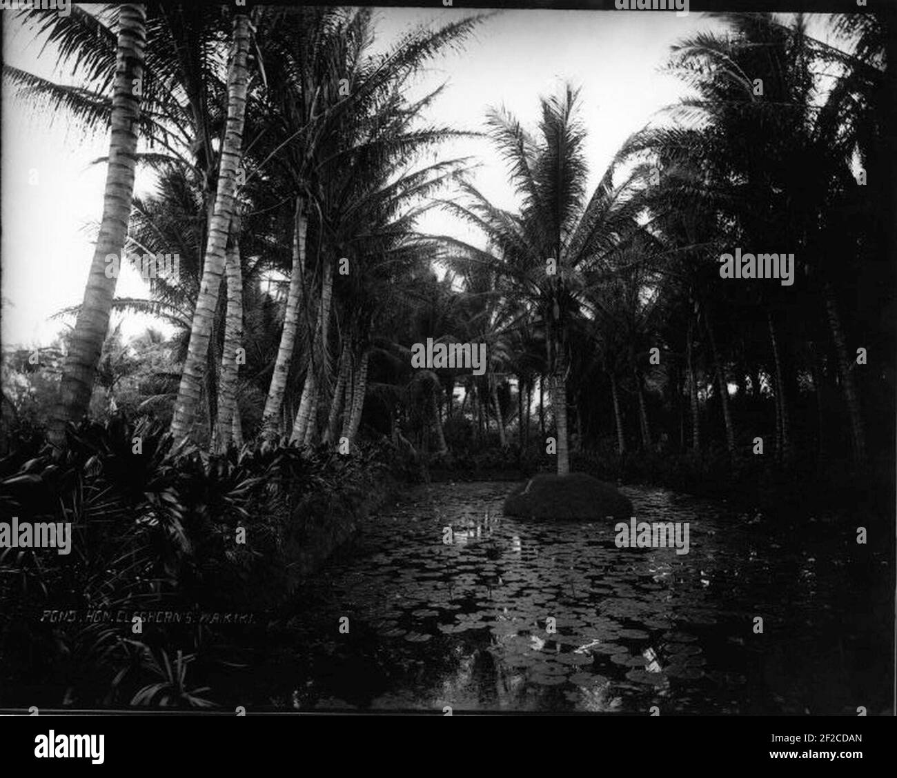 Pond, Hon. Cleghorn's, Waikiki Stock Photo Alamy
