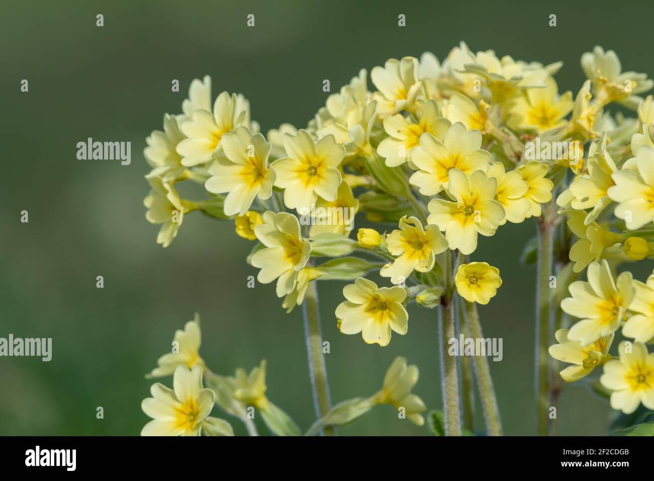 Close up of oxlip (primula elatior) flowers in bloom Stock Photo