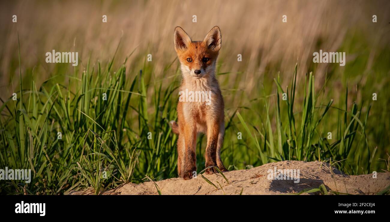 Growing fox cub hi-res stock photography and images - Alamy