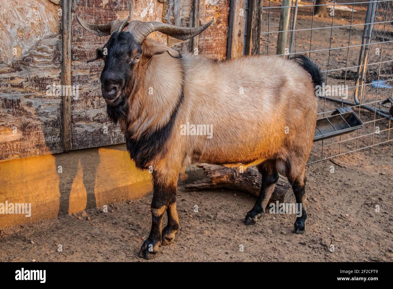 Ram goat with impressive horns standing against a textured grungy shed and fence with golden afternoon sun shining on him Stock Photo
