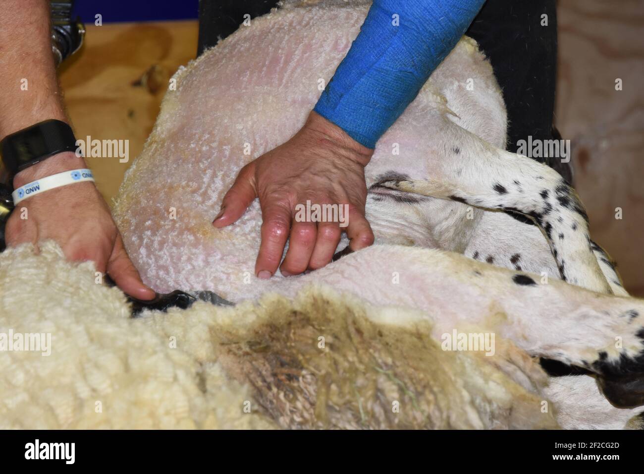 Grant Hurcomb 24 hour charity sheep shear Stock Photo