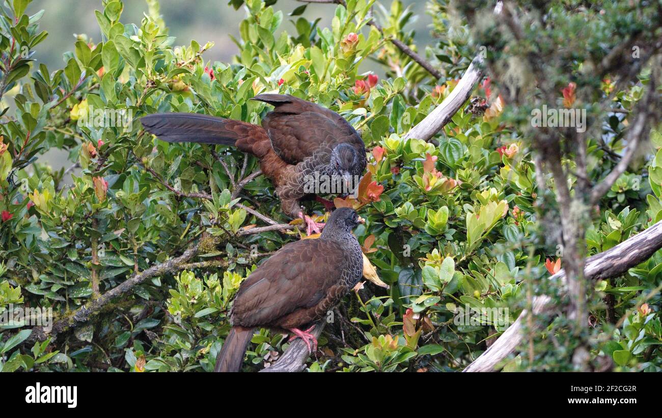 Andean guans (Penelope montagnii) perched in a tree in the Yanacocha Reserve outside of Quito, Ecuador Stock Photo