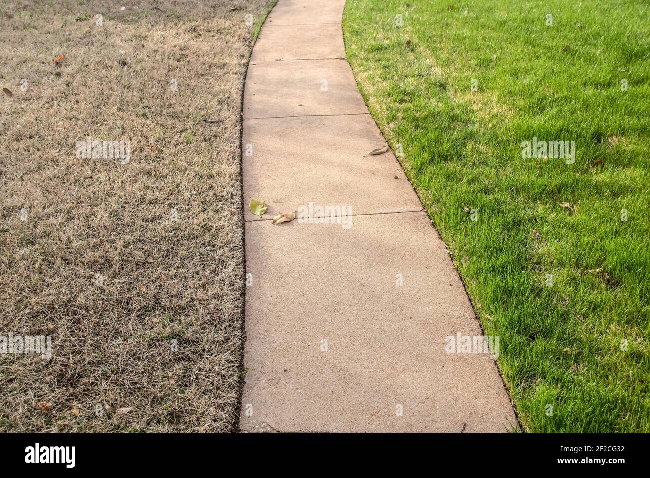 Sidewalk with green fescue on one side and brownish bermuda grass on the other side in the springtime Stock Photo