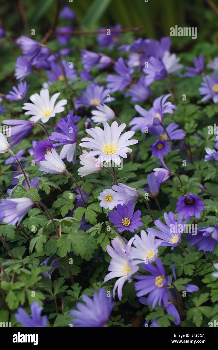 Anemone blanda flowers hires stock photography and images Alamy