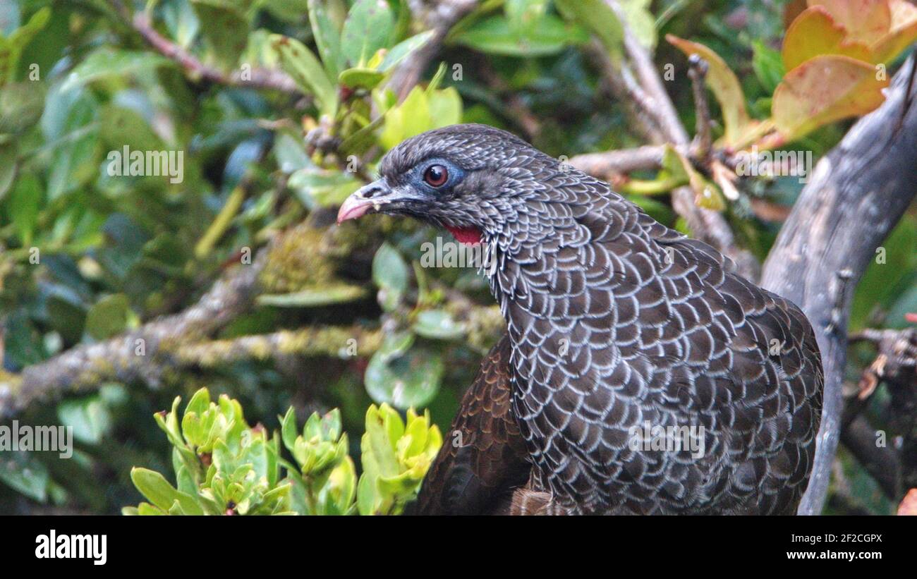 Close up of an Andean guan (Penelope montagnii) in the Yanacocha ...