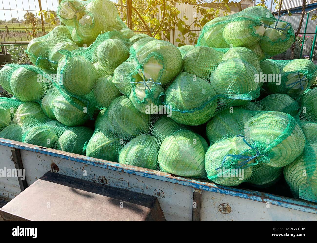 Trailer with freshly picked cabbage in bags. Agricultural products