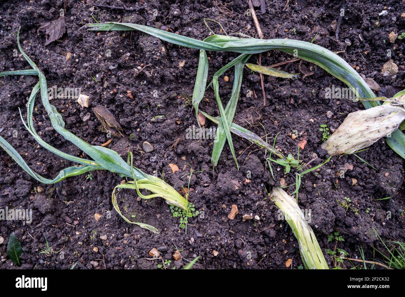 Leeks affected by the allium leaf miner, Phytomyza gymnostoma, showing twisted stems. Stock Photo