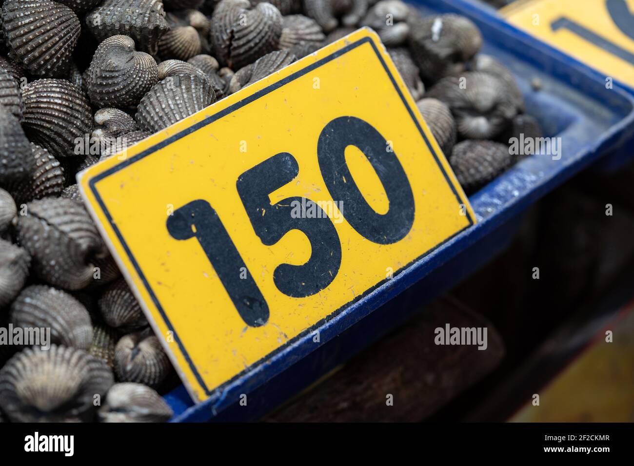 Cockles seafood pile or scallop fresh raw shellfish in fresh market on ice for sales. Stock Photo