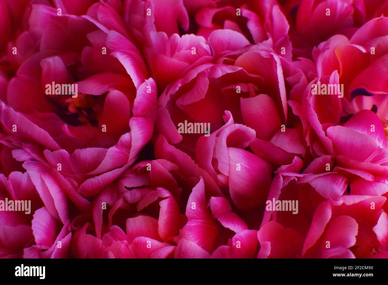 Bouquet of peony pink tulips close-up defocused. Floral background. Stock Photo