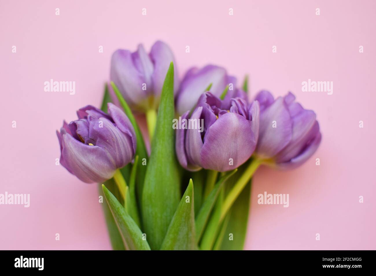Bouquet of peony lilac tulips with green leaves on a pink background. Floral background. Stock Photo