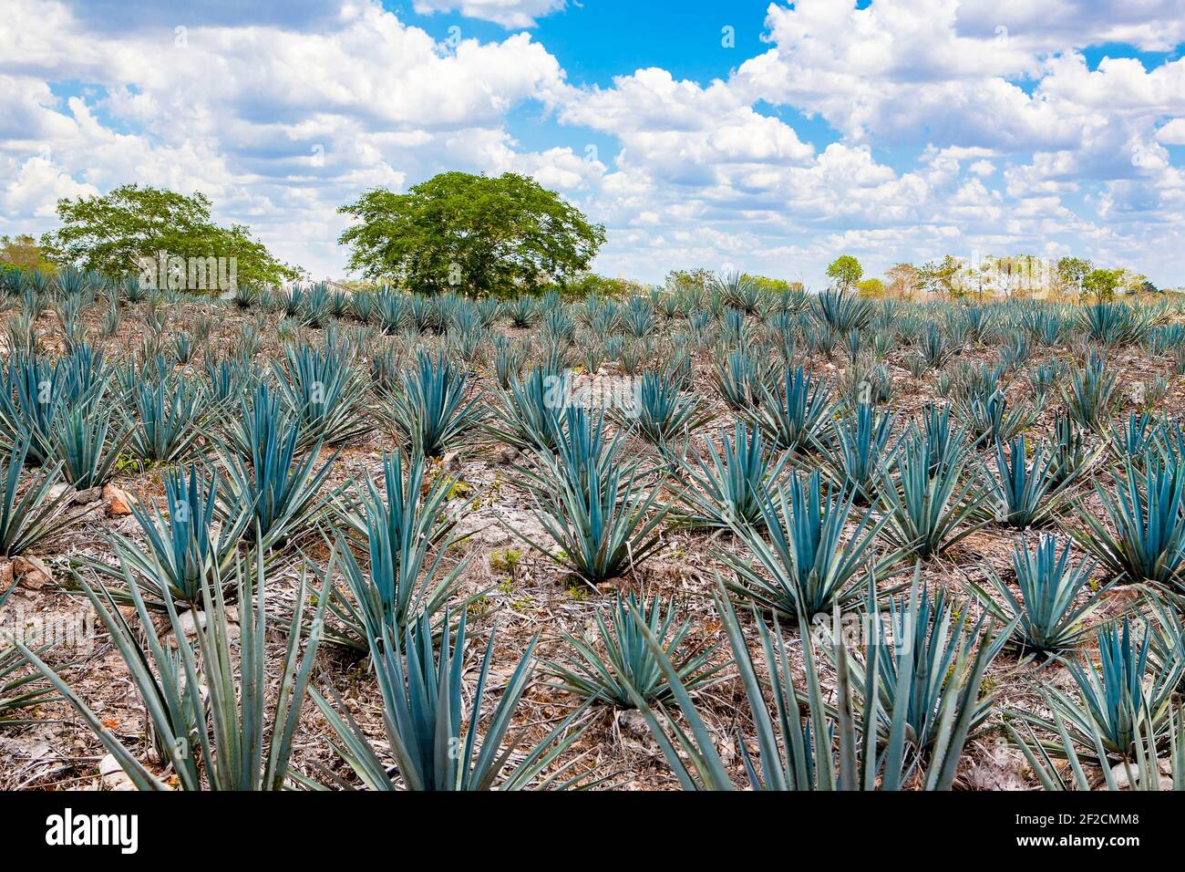 Blue agave plantation hires stock photography and images Alamy