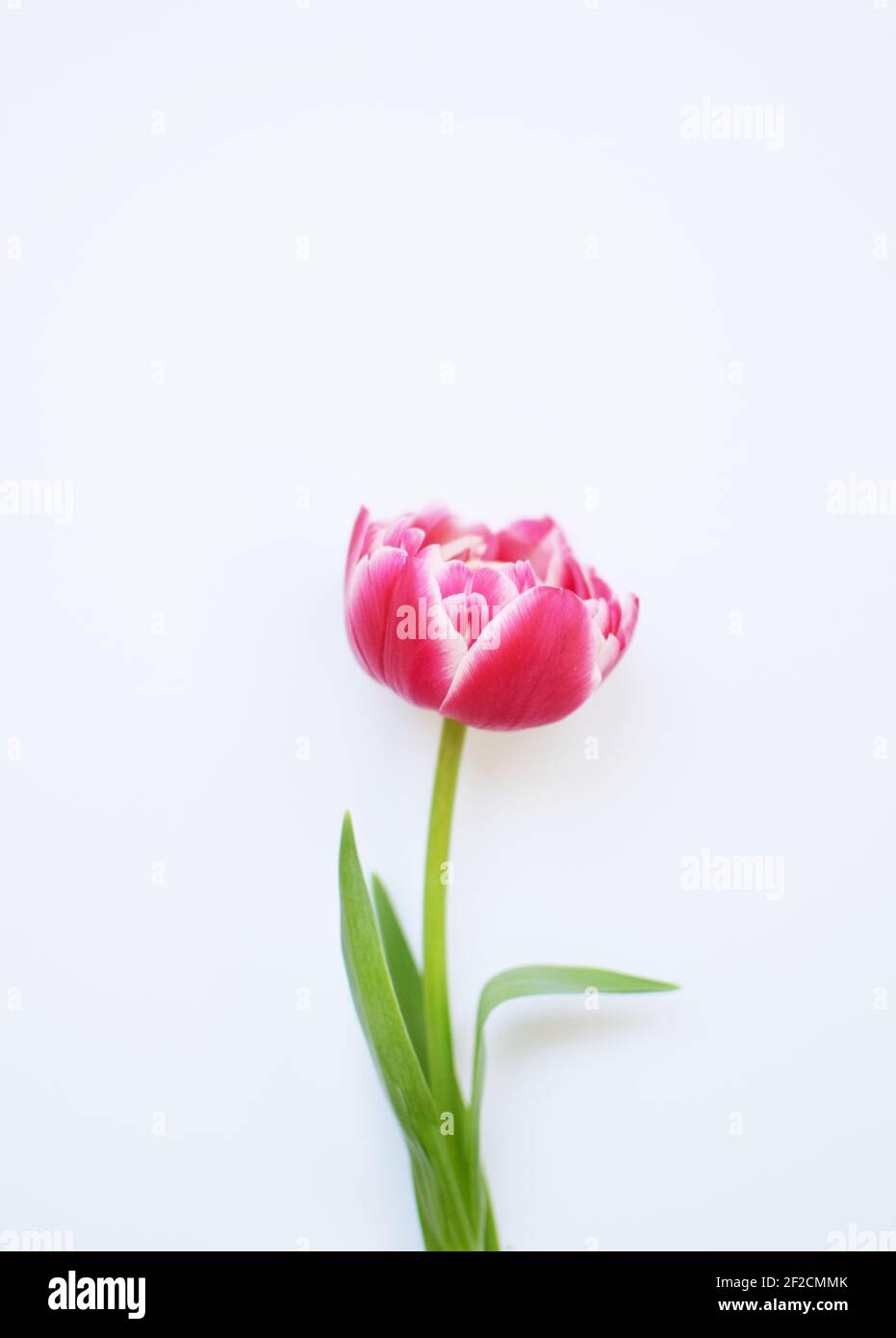 One delicate peony red tulip with green leaves on a pink background. Stock Photo
