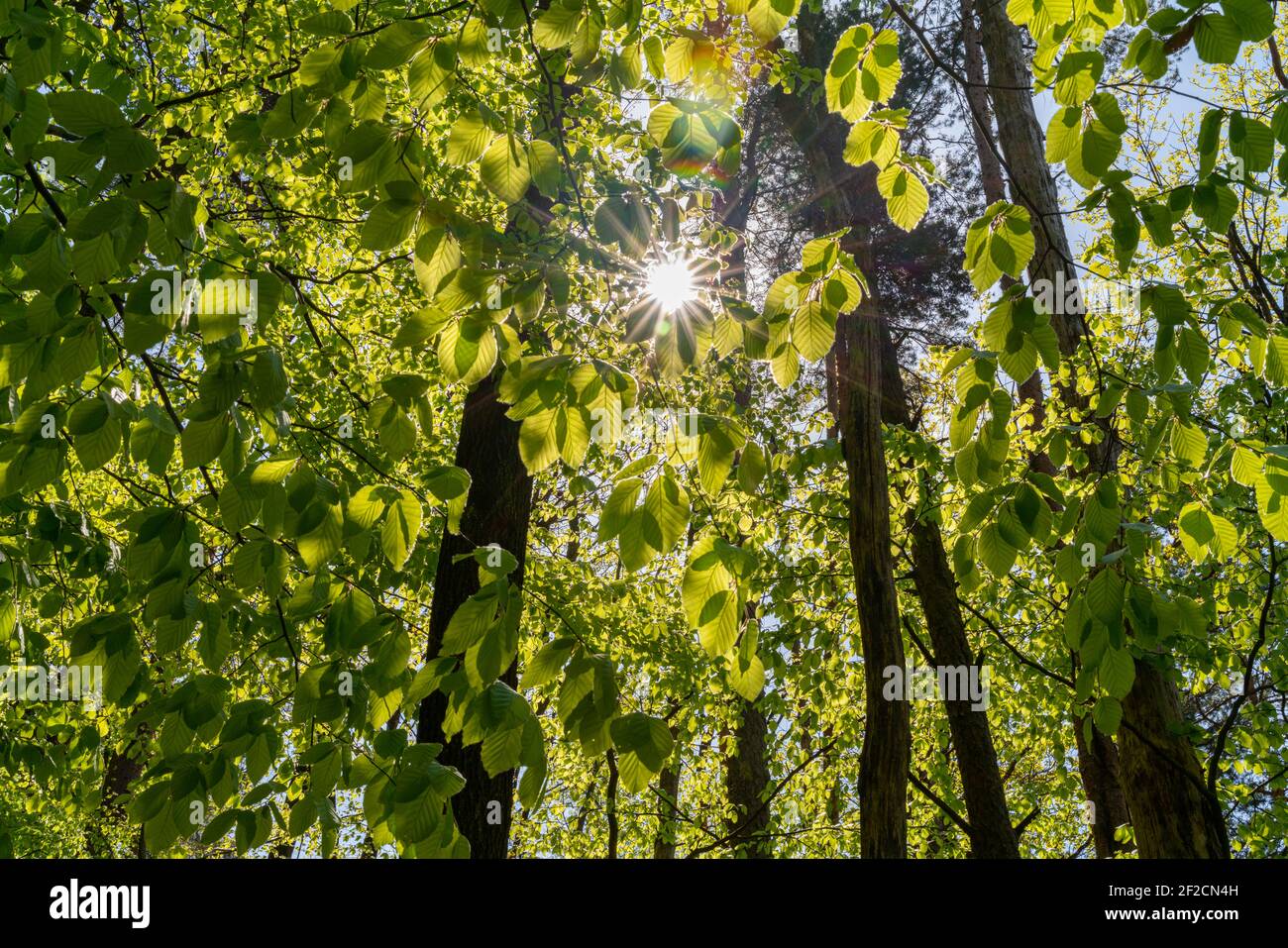 Close up pictures of lush green young leaves on a sunny day in the woods in spring, when nature wakes up to bloom with sunlight peaking through trees Stock Photo