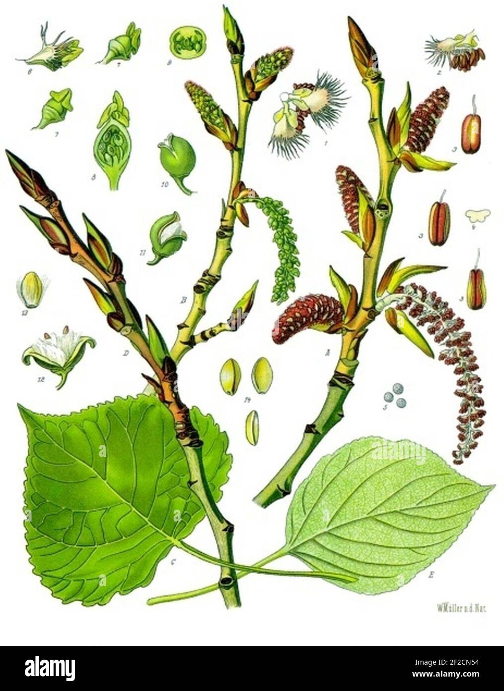 Populus nigra - Köhler–s Medizinal-Pflanzen-112. Stock Photo