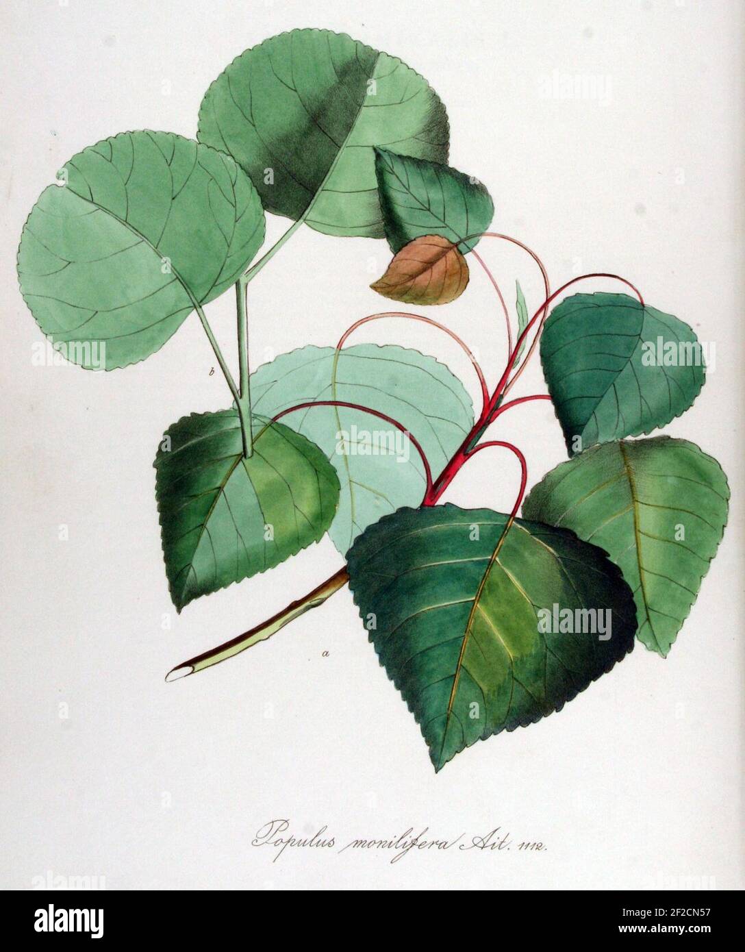 Populus monilifera — Flora Batava — Volume v14. Stock Photo