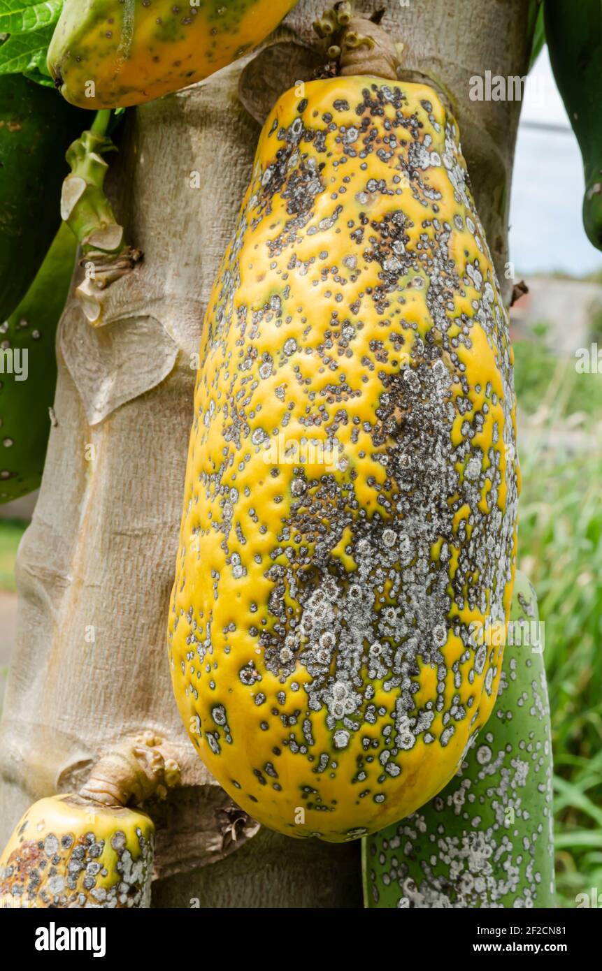 Diseased Papaya On Tree Stock Photo