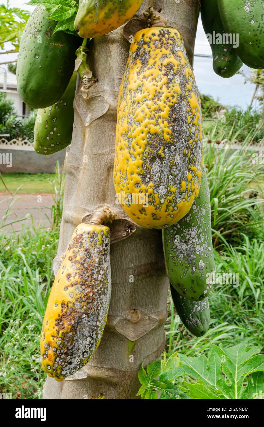 Ripe papaya With Asperisperium Caricea Disease Stock Photo