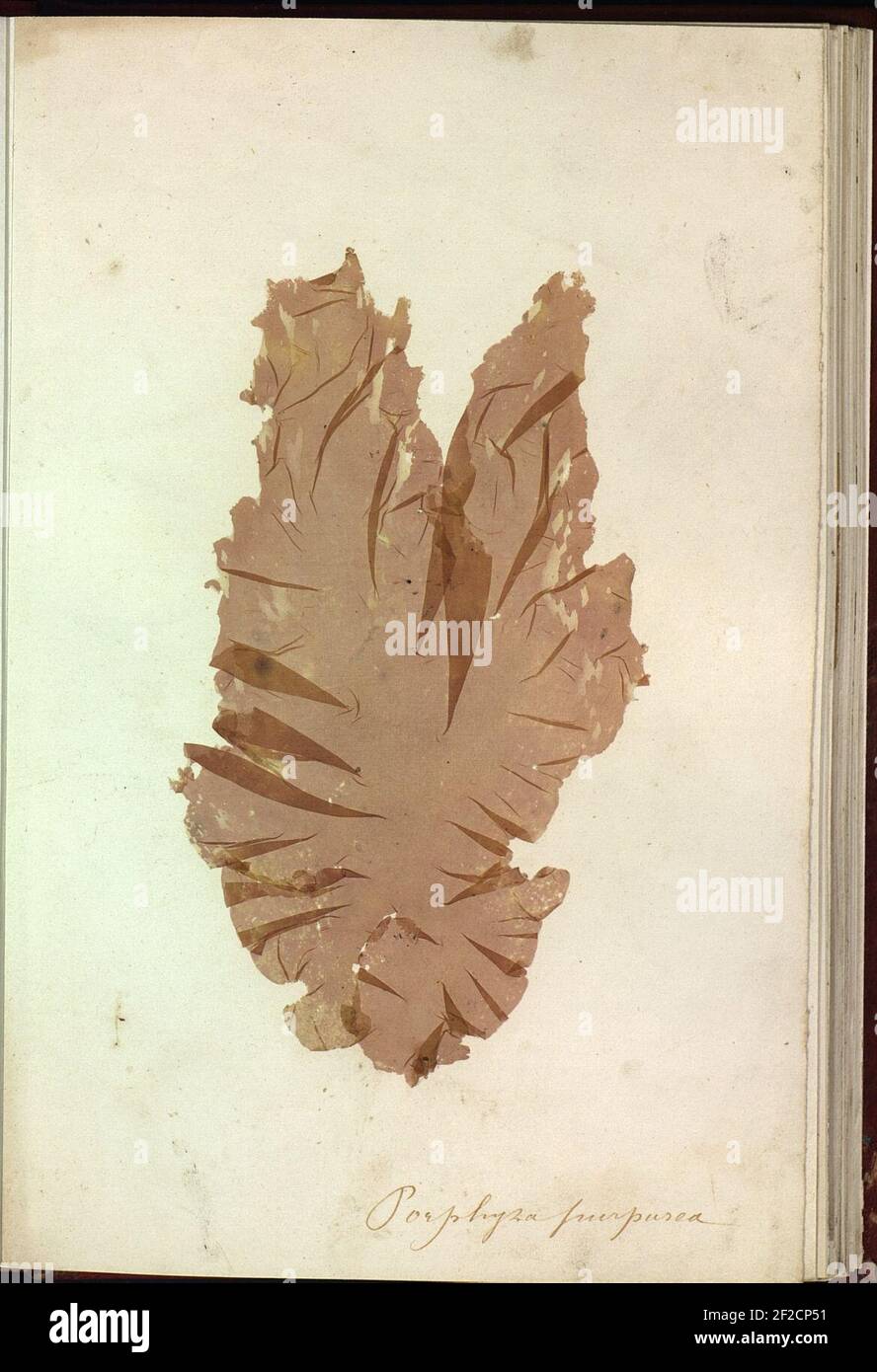 Porphyra purpurea Brest Album de plantes marines. Stock Photo