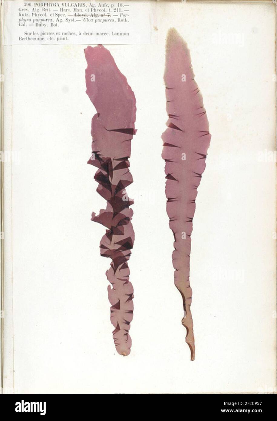 Porphyra purpurea Crouan. Stock Photo