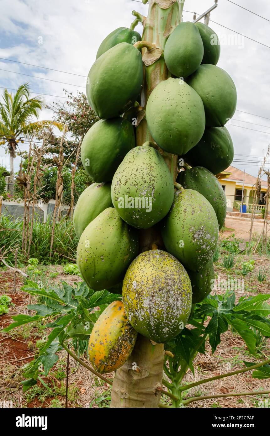 Green And Ripe Papaya With Black Spot Disease Stock Photo