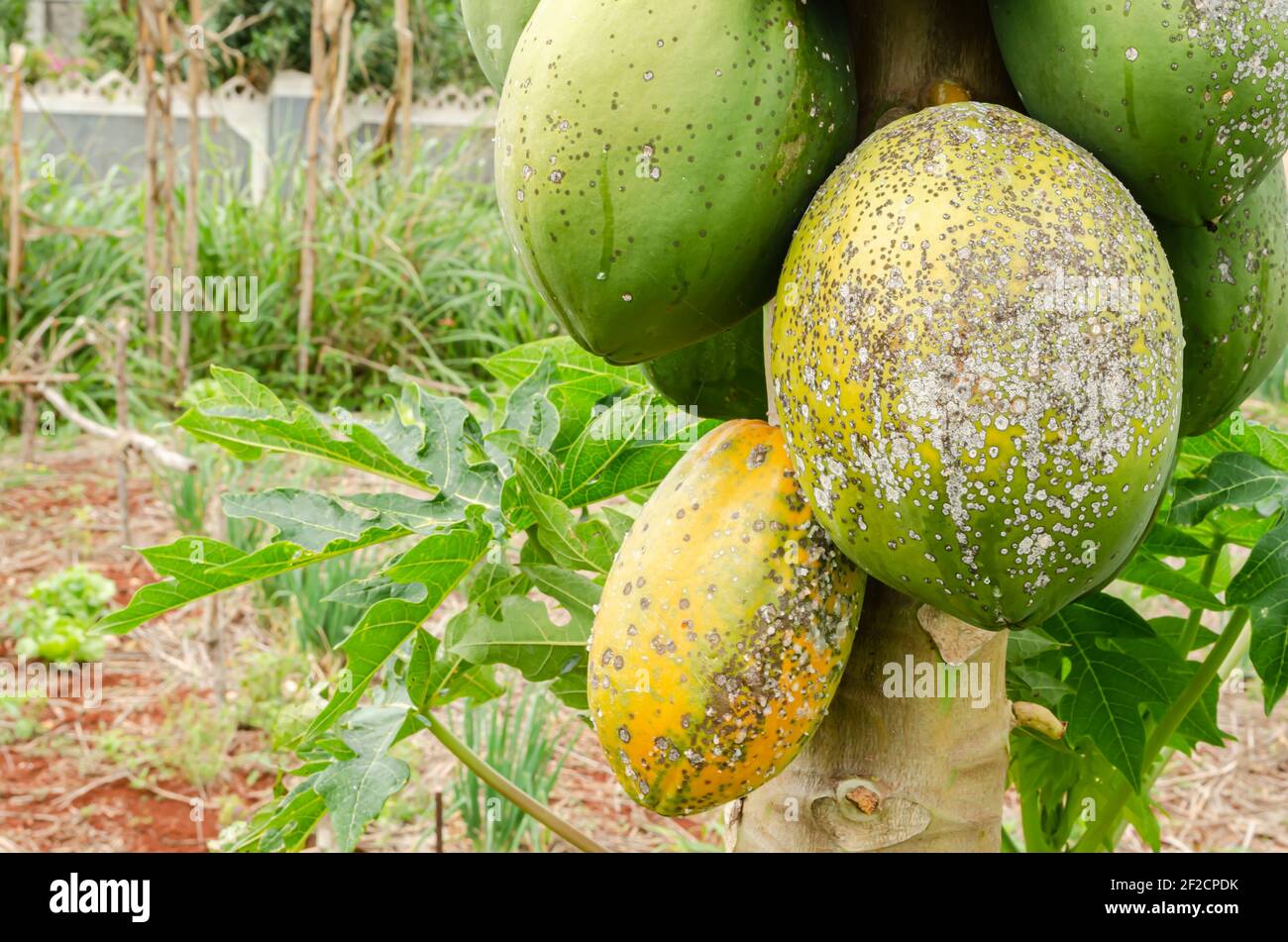 Fugal Infected Papaya On Tree Stock Photo