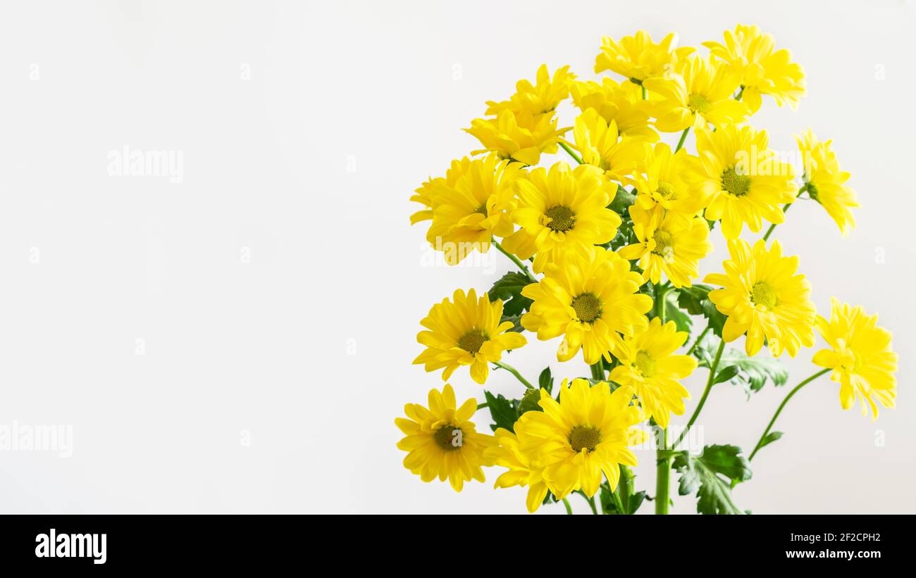 Chrysanthemums flower hi-res stock photography and images - Alamy