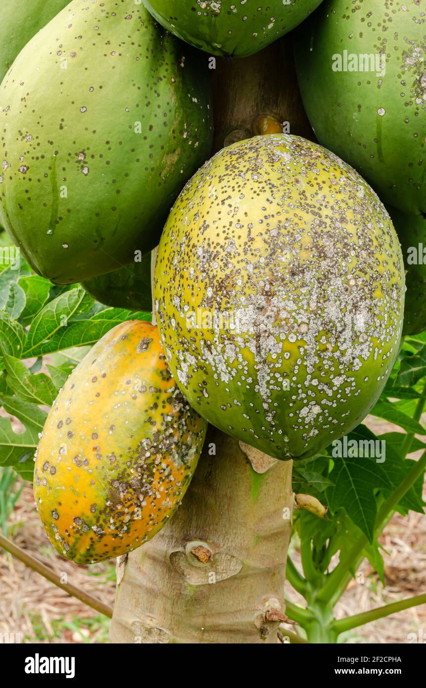 Round Papaya With Fungi Stock Photo