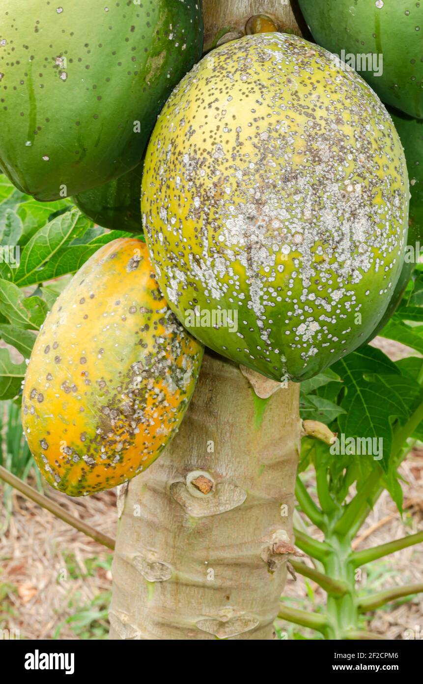 Fungal Infected Papaya Stock Photo