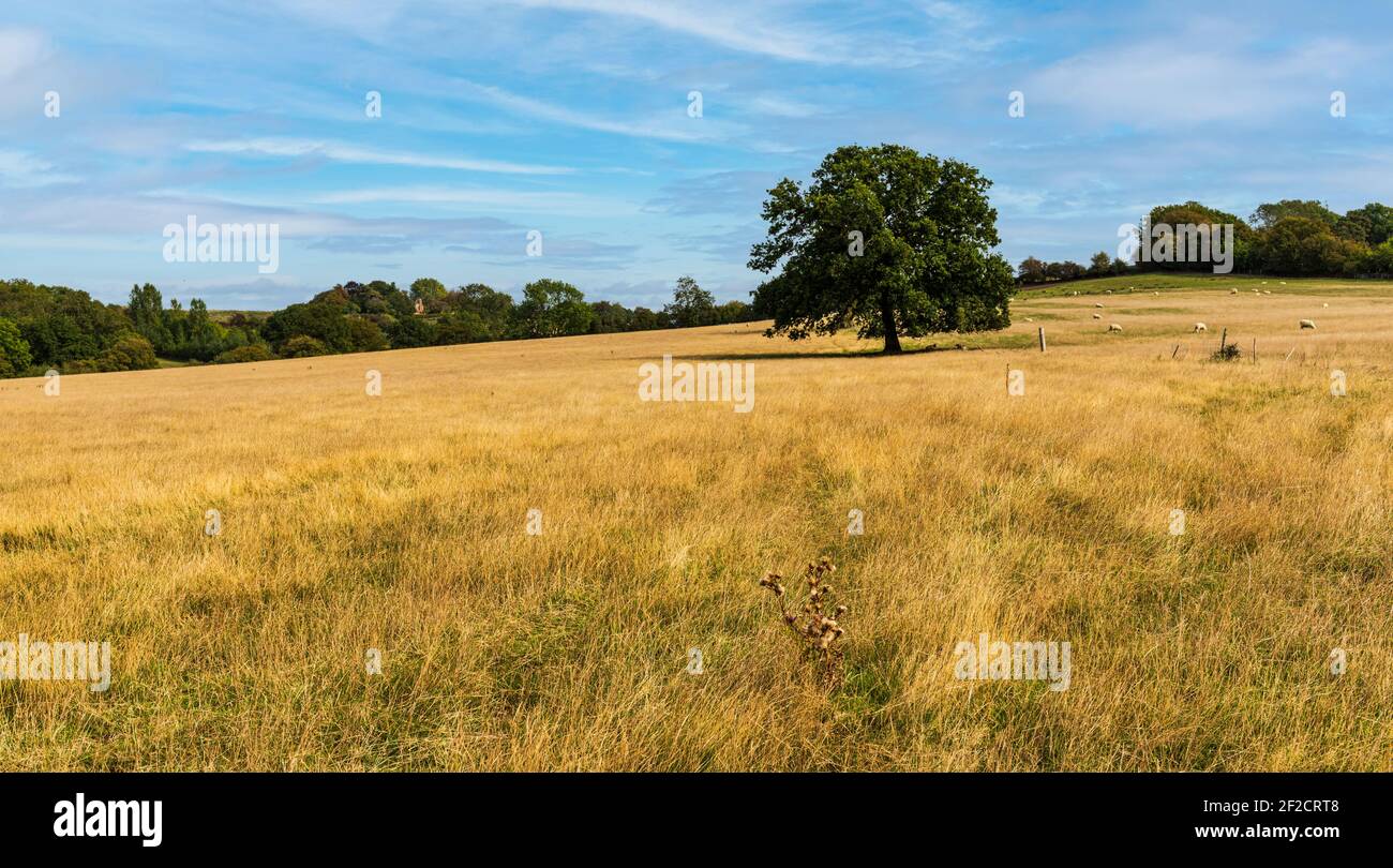 Country Scene between Egerton and Pluckley near Ashford in Kent