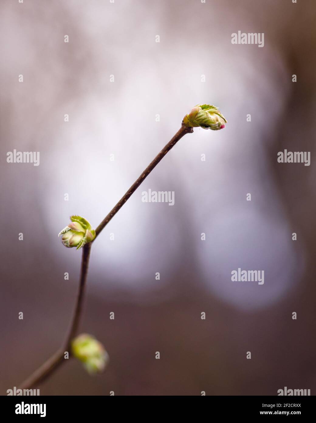 A selective focus shot of the newly growing leaves on a tree branch ...