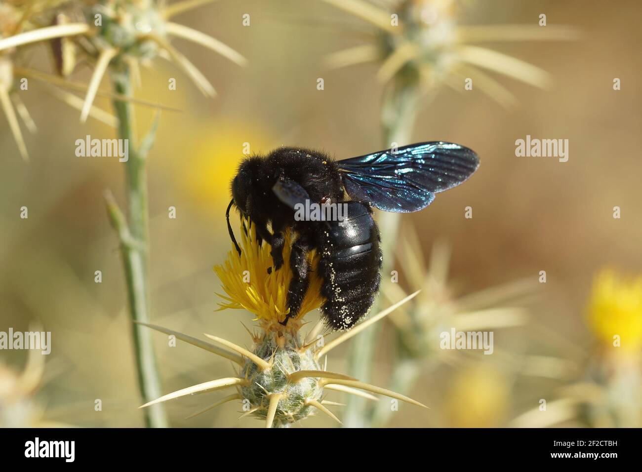 A closeup of a large violet carpenter bee, Xylocopa Violaceae on a yellow flower Stock Photo