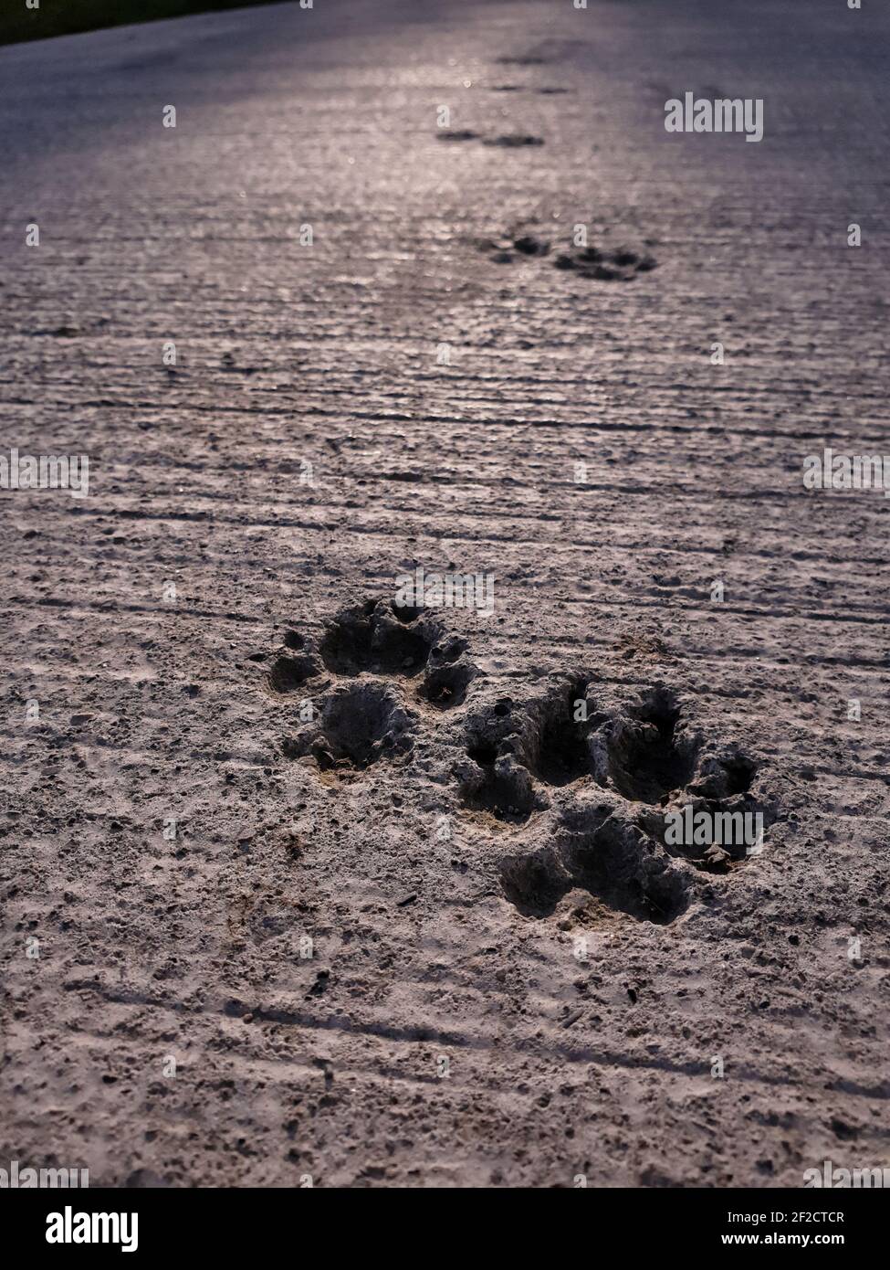 A close-up shot of dog footprints left in the concrete pathway ...