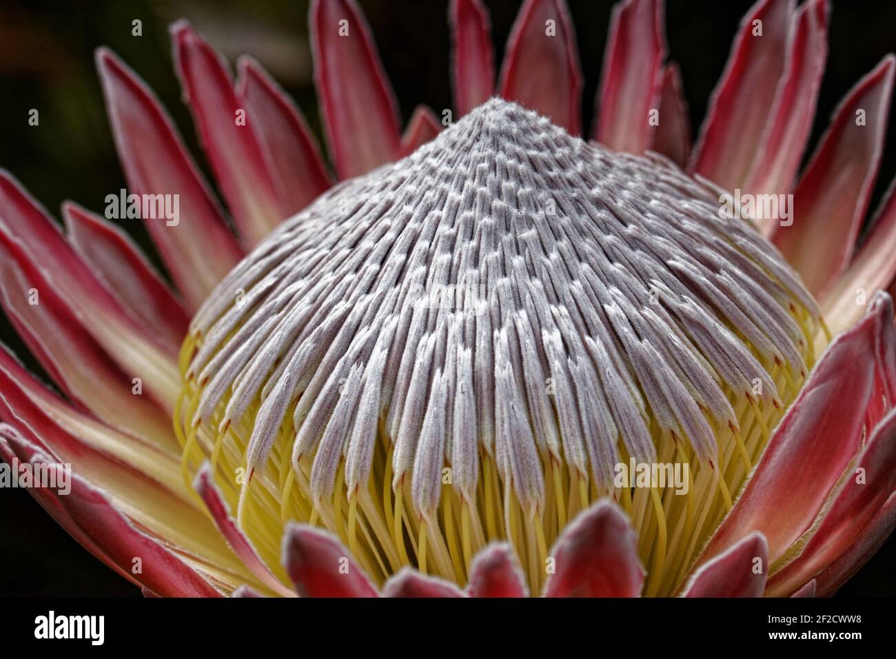 Protea cynaroides, called the king protea, is also known as giant protea, honeypot or king sugar bush. Stock Photo