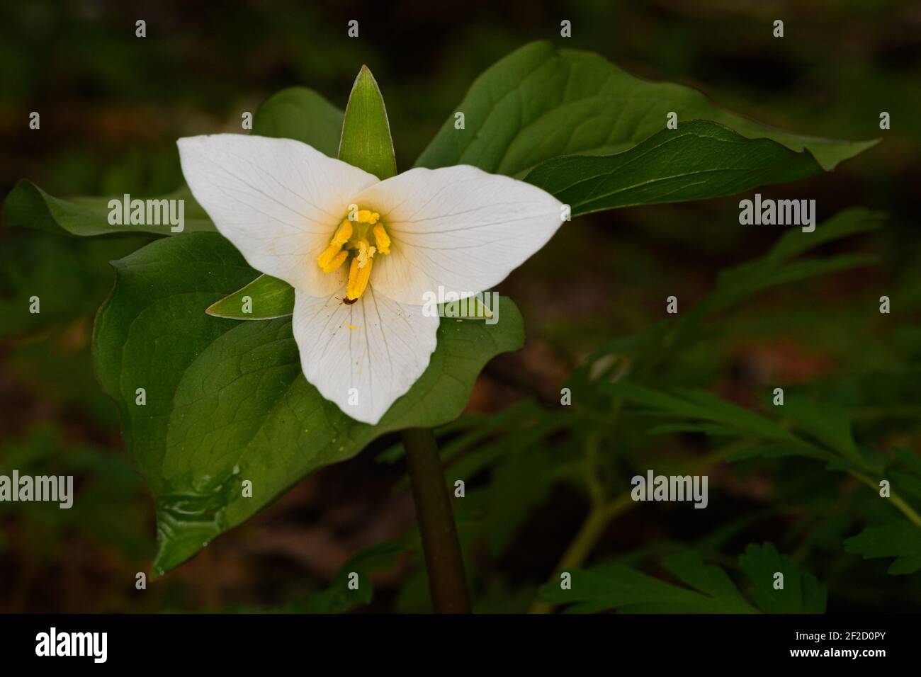 Western White Trillium in the shadows open its white petals to give a highlight in the darkness of the forest floor of the Snoqualmie Valley in spring Stock Photo