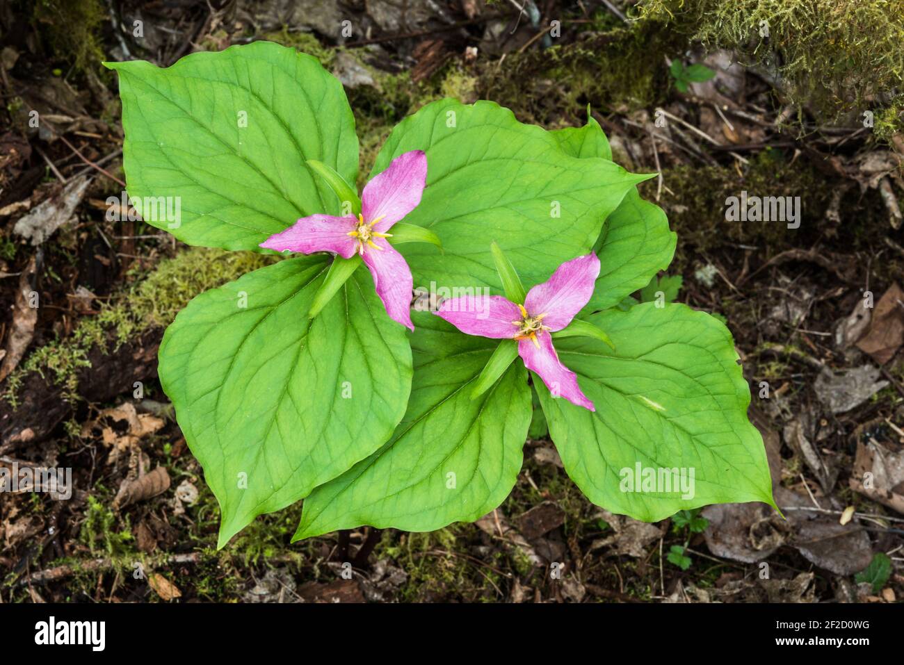 Pair of pink trillium ovatum as the flowers begin to fade in spring on the woodland floor in the Snoqualmie Valley of Washington State Stock Photo