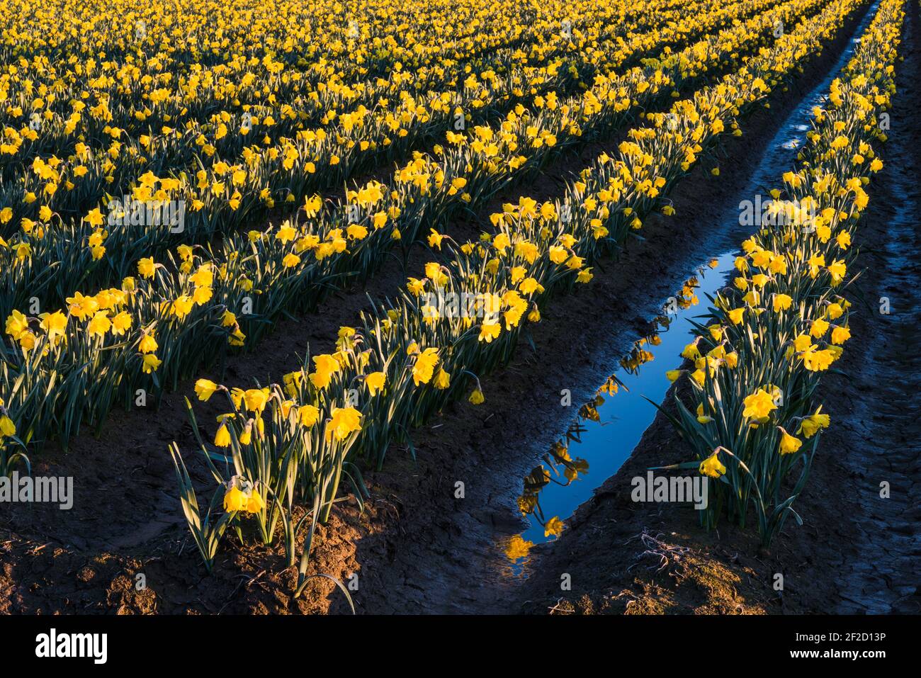 Field of daffodils rows in a muddy field in the Skagit Valley of Washington State in spring Stock Photo