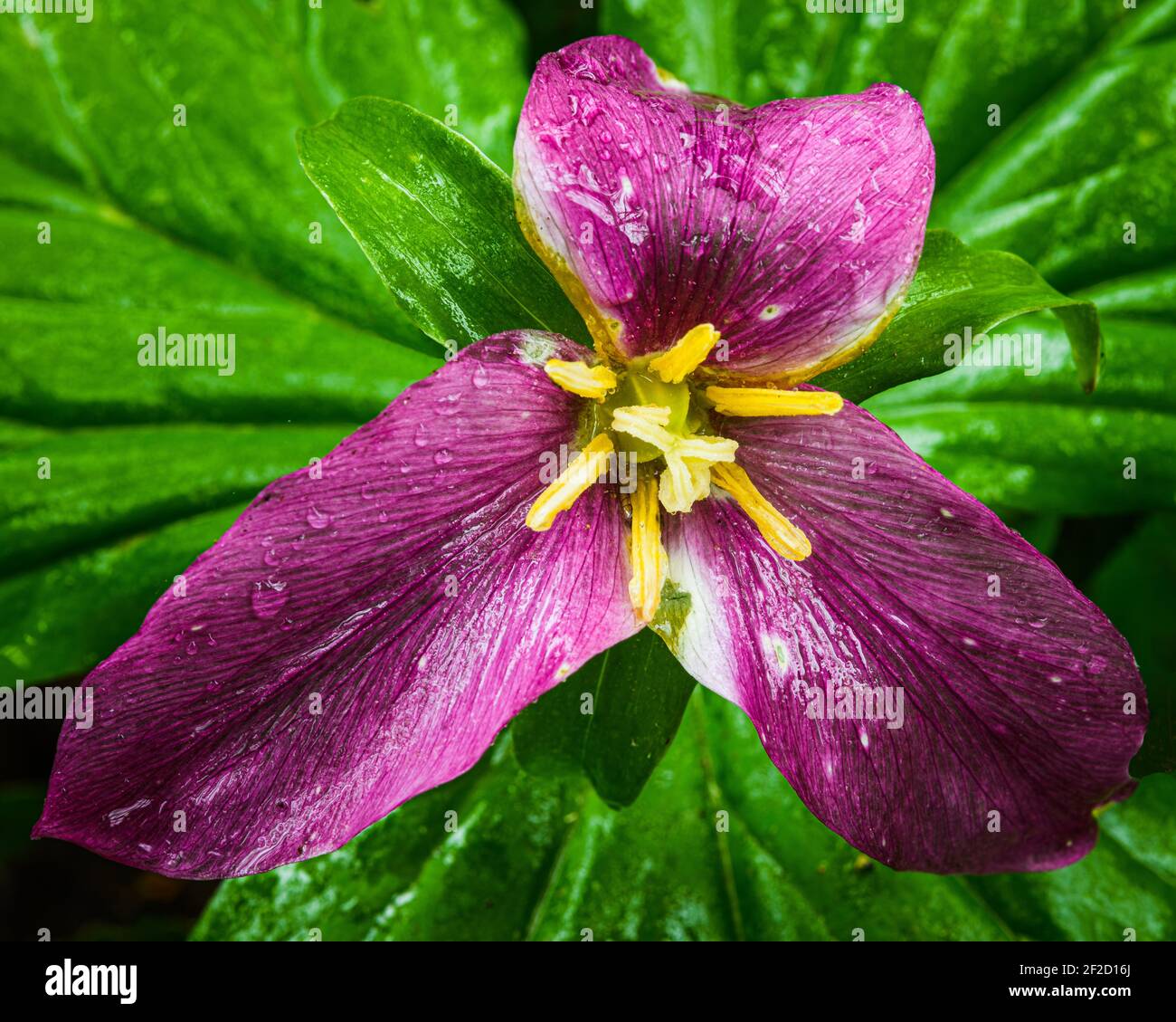 Trillium flower in deep purple stage after changing from the initial white coloring on the forest floor in spring Stock Photo