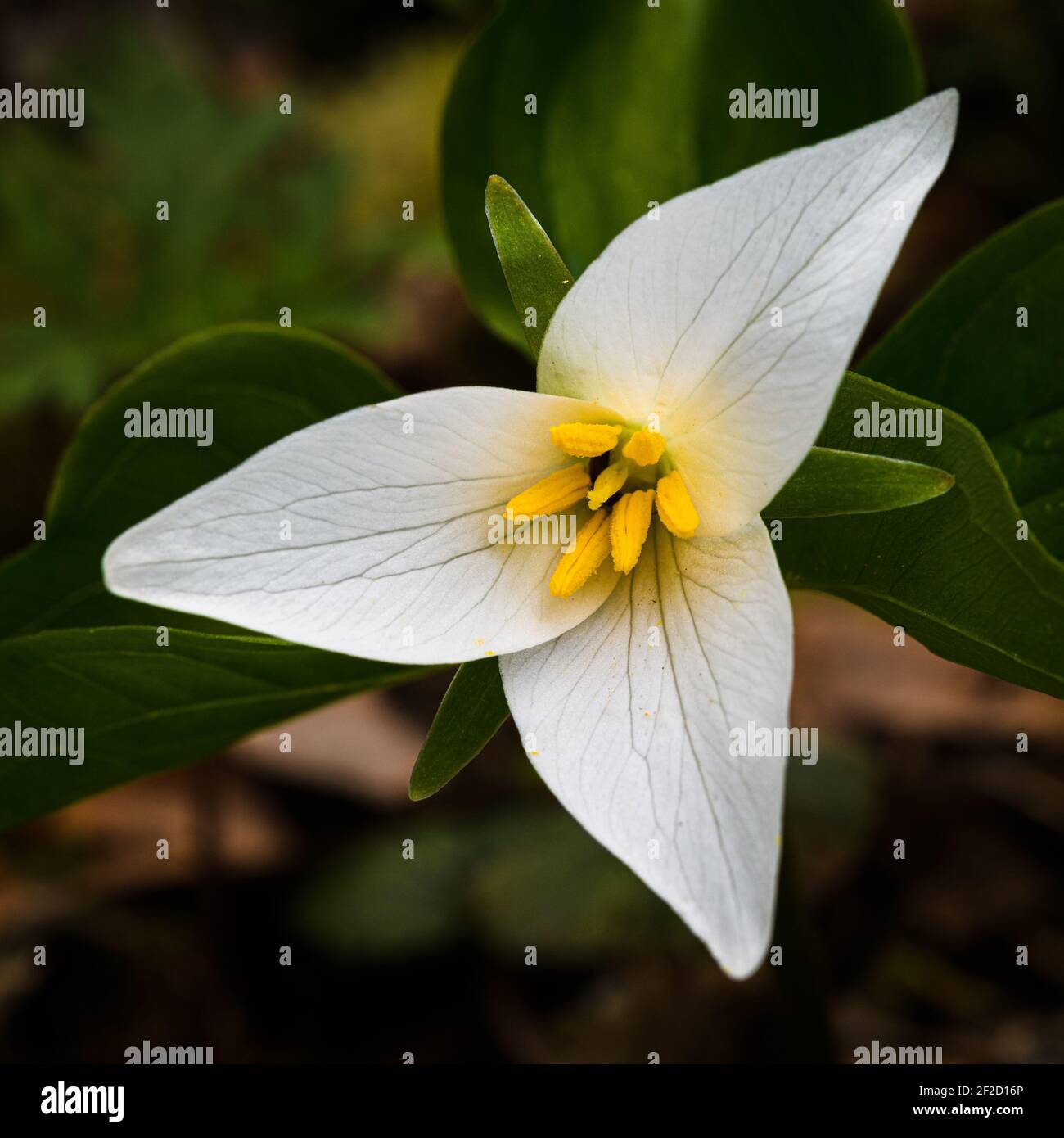 Detail of perfect Trillium showing the yellow and white components of this early spring woodland plant Stock Photo