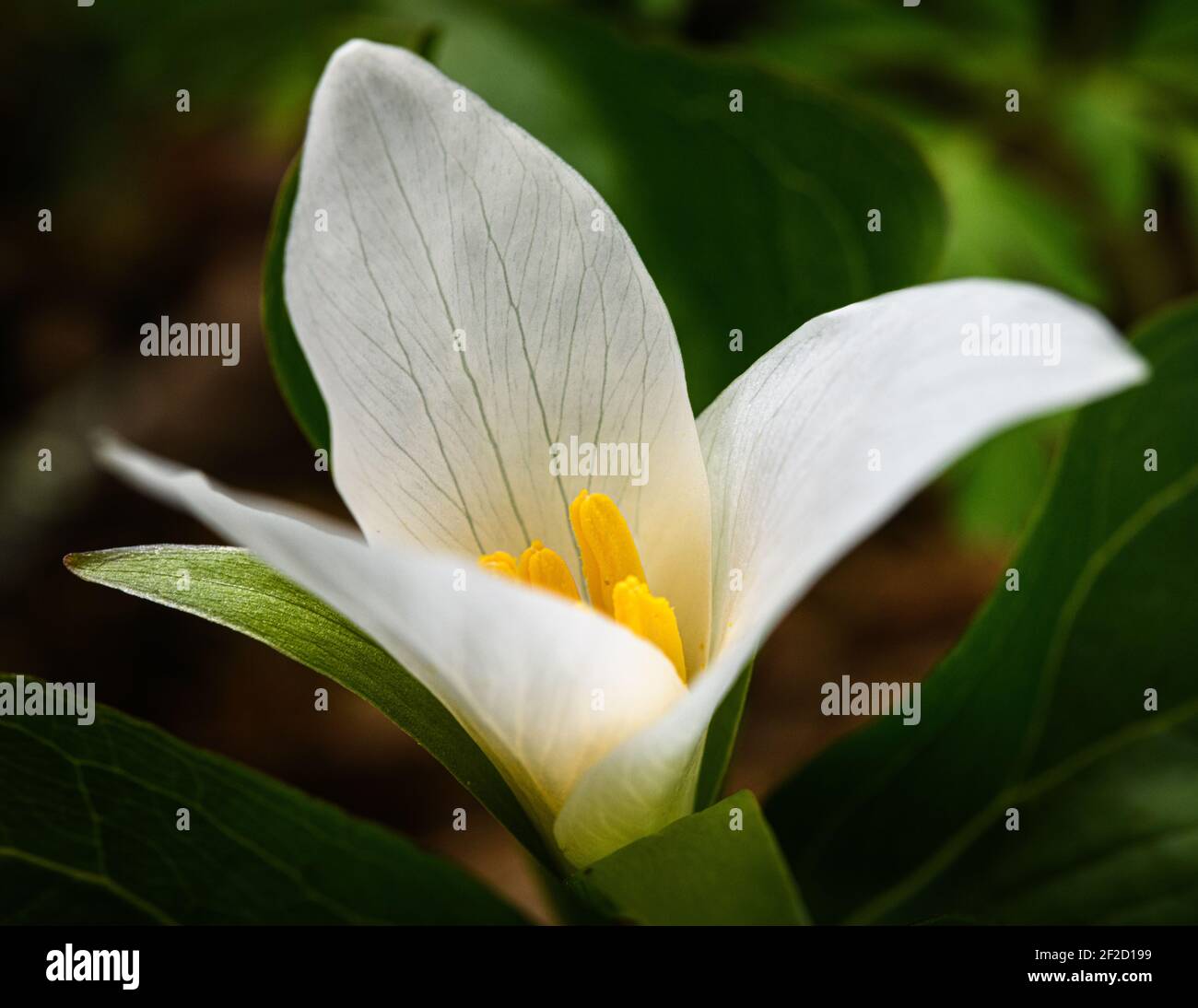 Trillium flower open in early spring to reveal their yellow center within the white flower Stock Photo