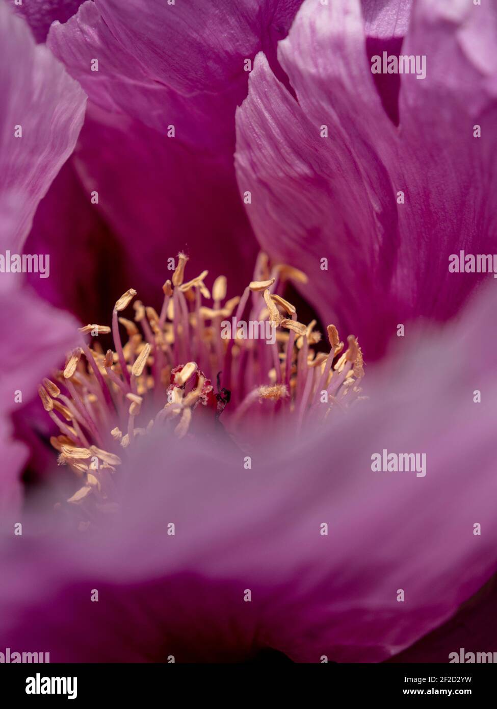 Tree Peony, Seed Heads, Paeonia suffruticosa, Seed, Propigating,  Horticulture, Horticulture, Brown Seeds, Asiatic, Japanese, Country Garden,  Cheshire Stock Photo - Alamy