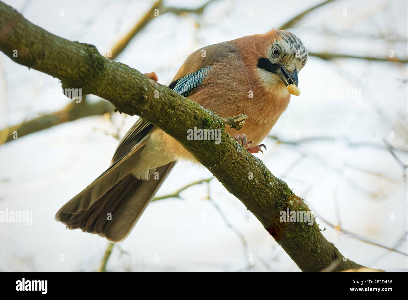 jay perches on a branch and eats an acorn Stock Photo