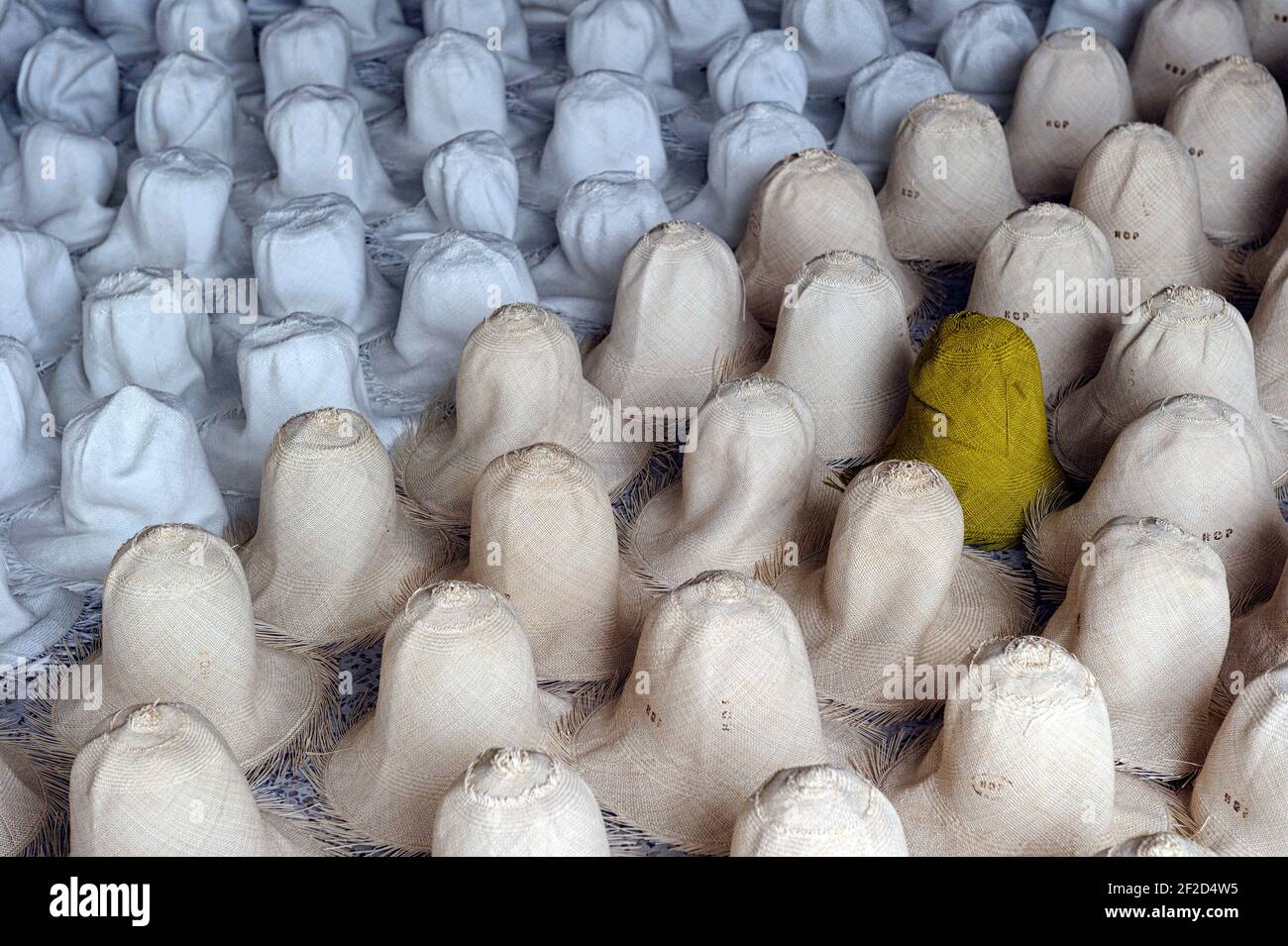 Production of unfinished  Panama hats made by hand in Ecuador. Stock Photo