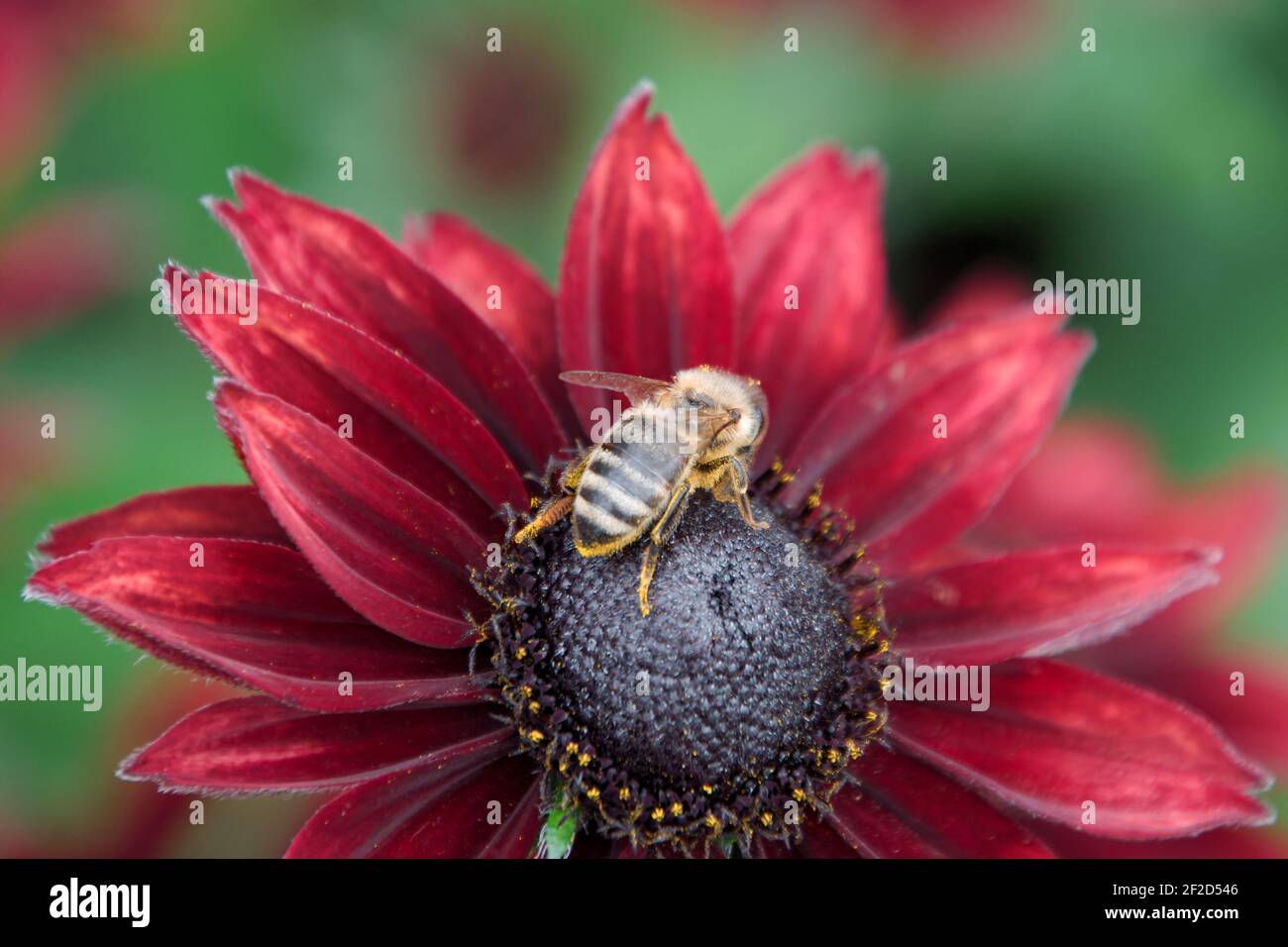 Honey bee, Apis mellifera, on annual sunflower, Helianthus annuus, Red Courtesan, Sewerby Hall, Bridlington, East Yorkshire, UK Stock Photo