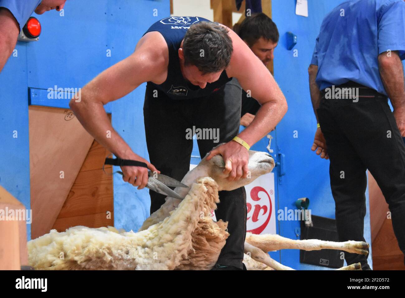 Competing at the World Sheep Shearing cHAMPIONSHIPS, france 2019 Stock