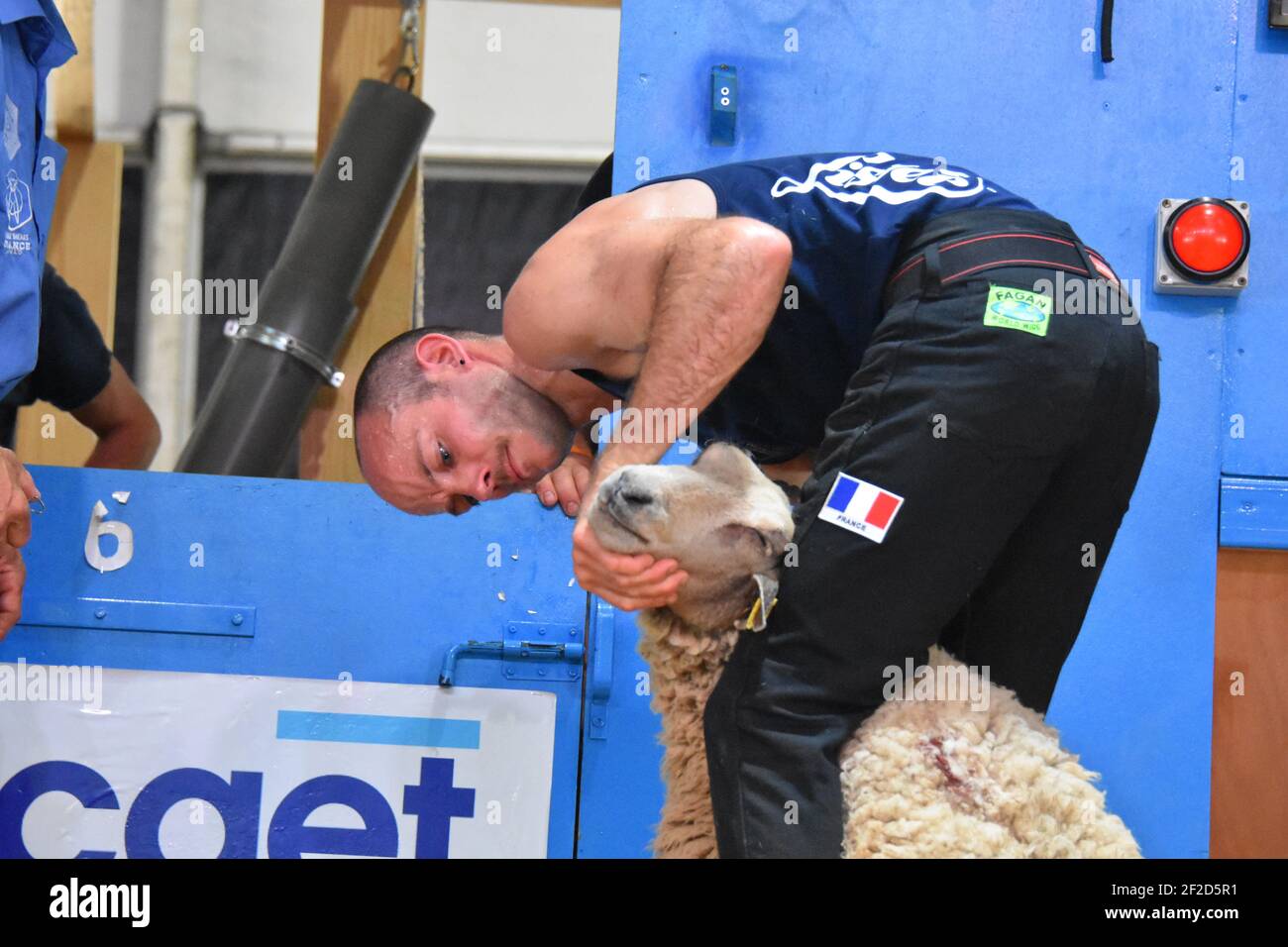 Sheep shearers competing in the Blades section at the World Sheep