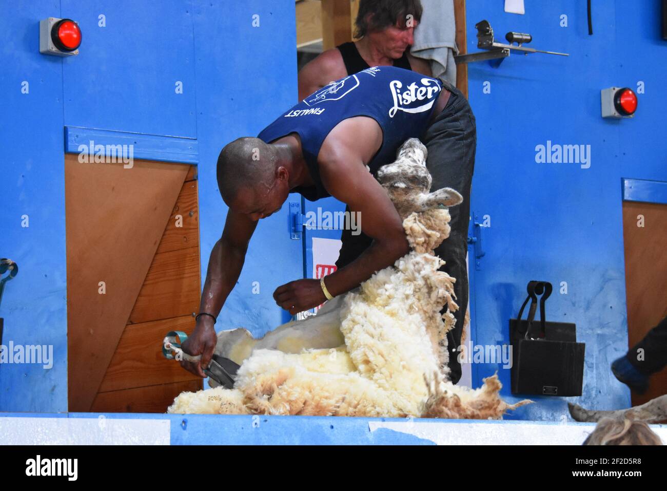 Shearing team hi-res stock photography and images - Alamy