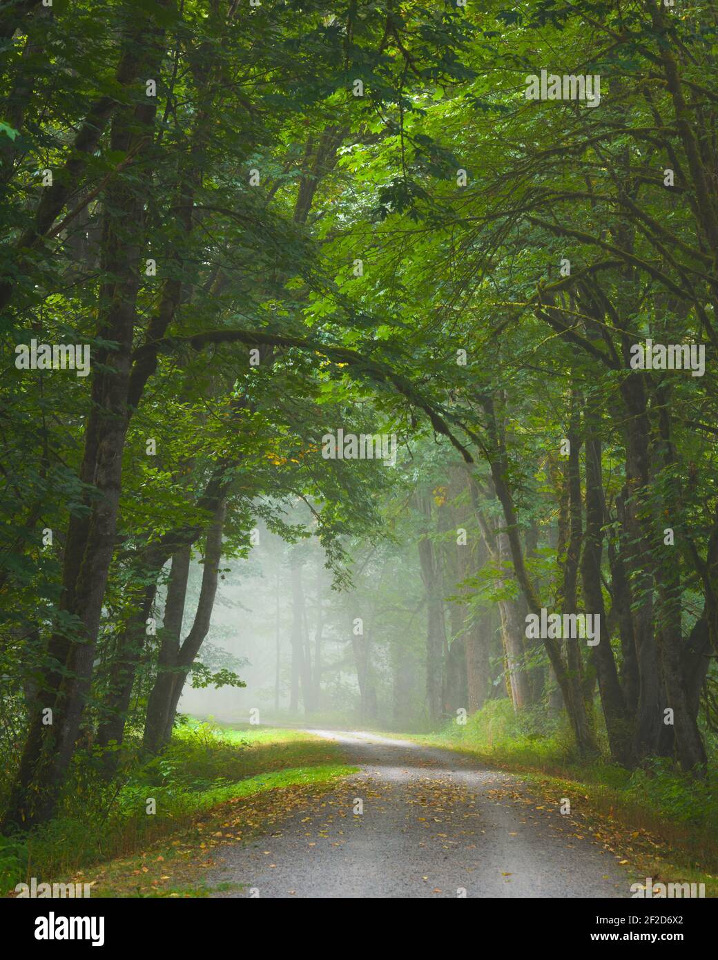 A country trail passes through green trees on a misty morning in the Snoqualmie Valley of Washington State Stock Photo