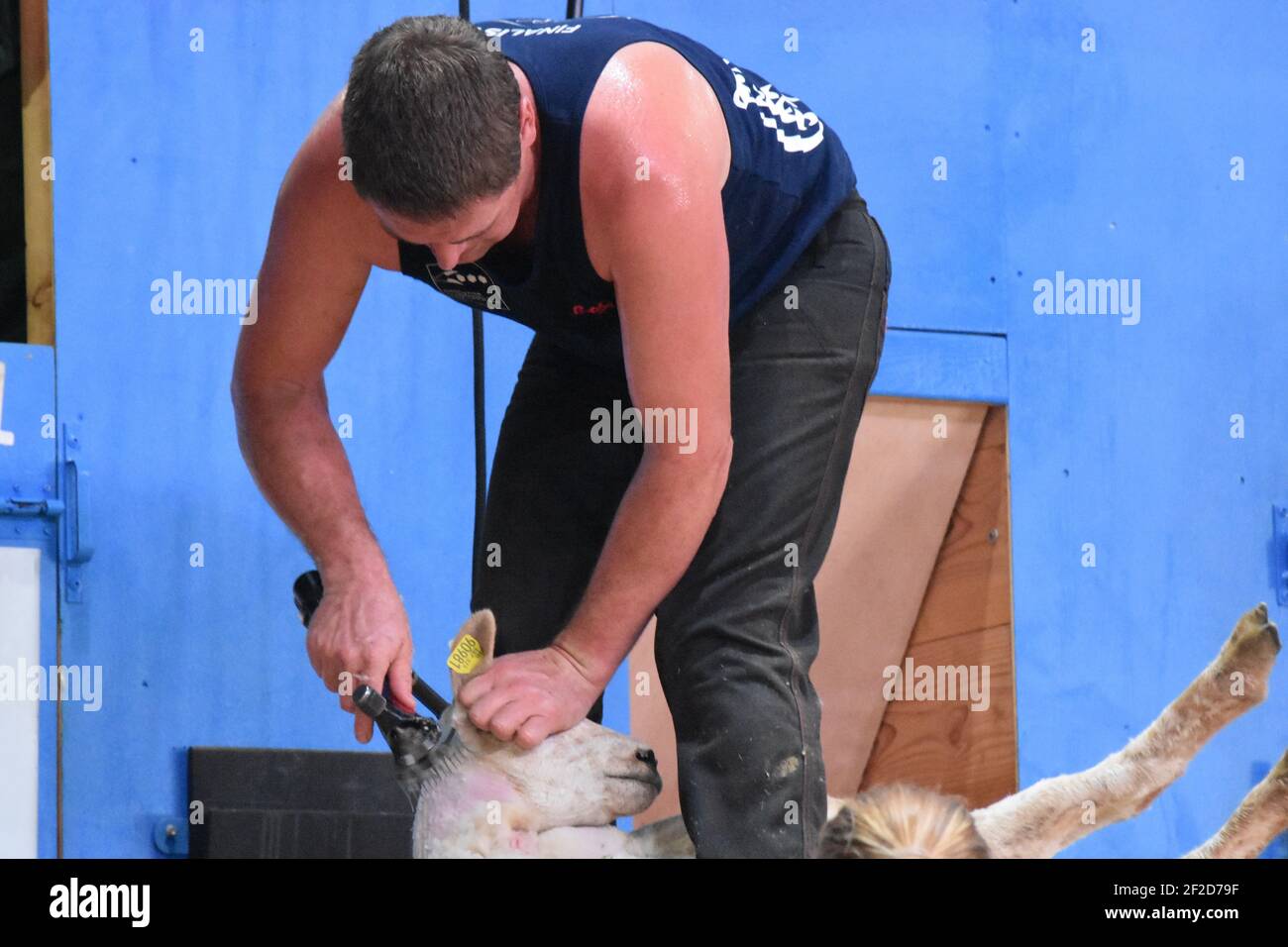 World Sheep shearing championships France Stock Photo Alamy