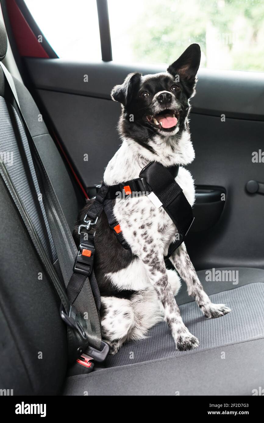 Dog With Safety Seatbelt In Car Seat Stock Photo