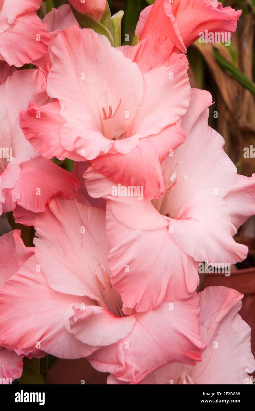 Close up of large flowers of summer flowering Gladiolus Teamwork Pink to pale pink flowers a cormous perennial that is half hardy Stock Photo